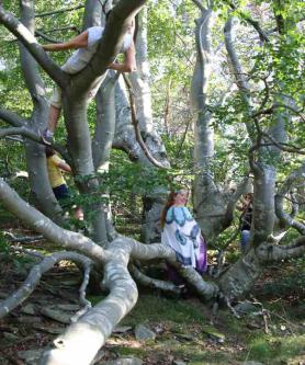 Magnifique arbre vénérable gaia-seva