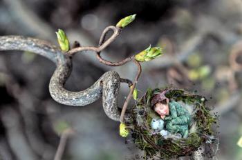 esprit de la nature dans une plante gaia-seva esprit de la nature dans une plante gaia-seva
